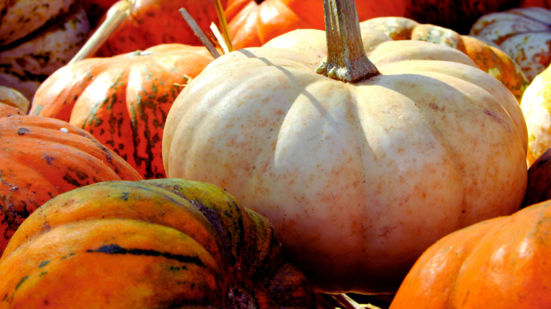 Fall Farm